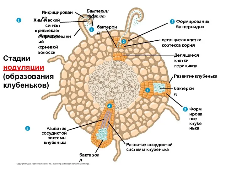 Бактерии Rhizobium Инфицирование Химический сигнал привлекает бактерии 1 1 2 2