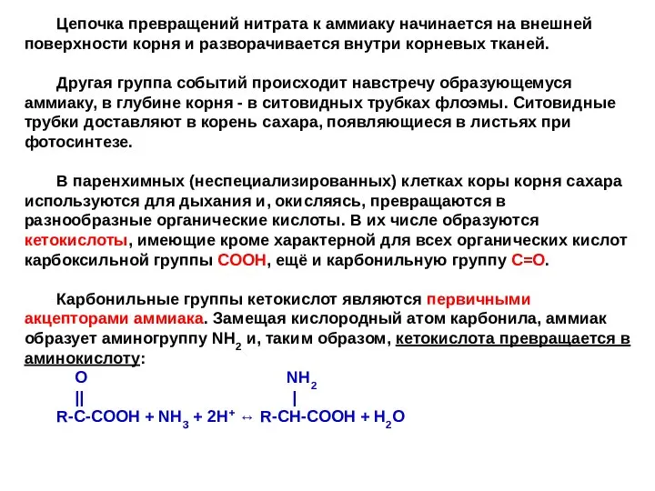 Цепочка превращений нитрата к аммиаку начинается на внешней поверхности корня и