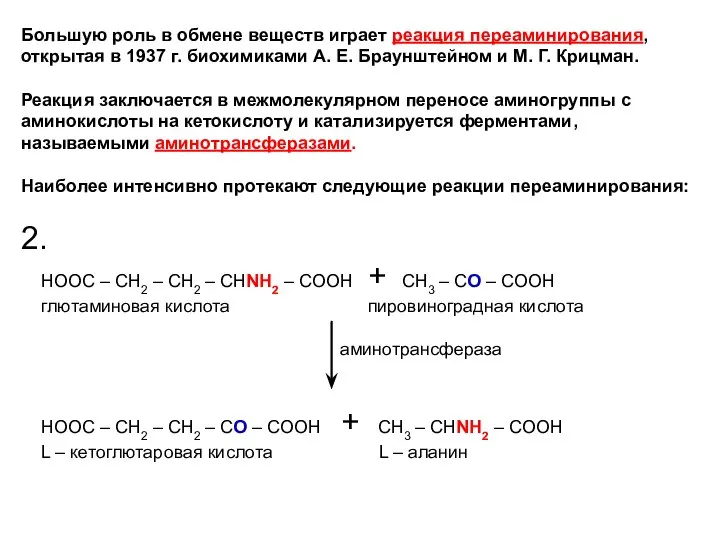 Большую роль в обмене веществ играет реакция переаминирования, открытая в 1937