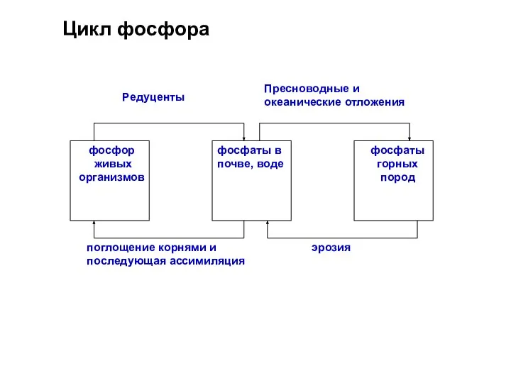 Цикл фосфора