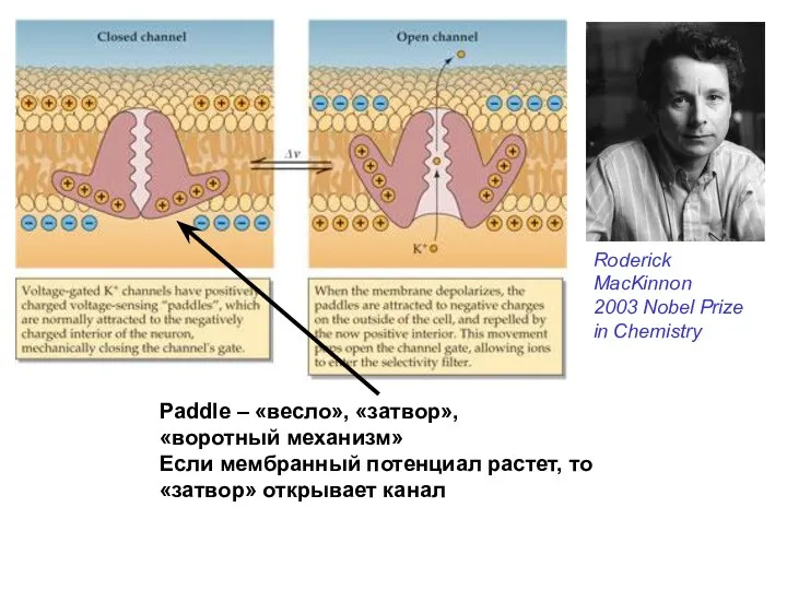 Paddle – «весло», «затвор», «воротный механизм» Если мембранный потенциал растет, то