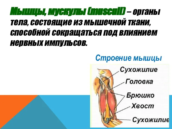Мышцы, мускулы (musculi) – органы тела, состоящие из мышечной ткани, способной