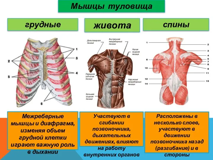 Мышцы туловища грудные живота Межреберные мышцы и диафрагма, изменяя объем грудной