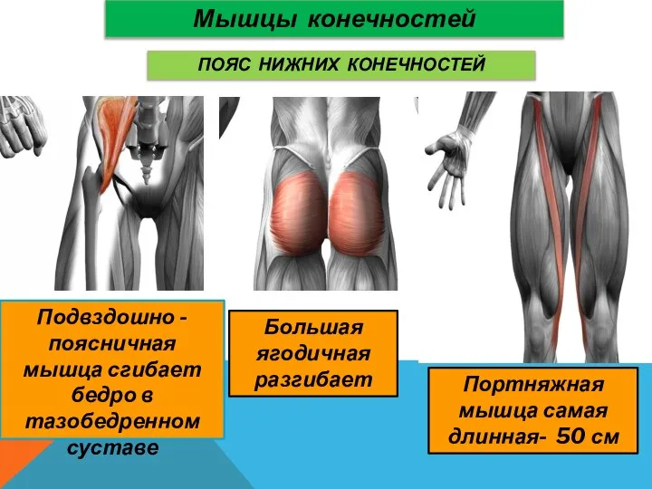 Мышцы конечностей ПОЯС НИЖНИХ КОНЕЧНОСТЕЙ Подвздошно - поясничная мышца сгибает бедро