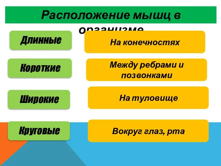 Расположение мышц в организме Длинные Короткие Широкие Круговые На конечностях Между