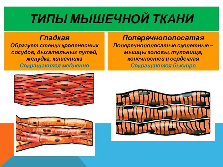 ТИПЫ МЫШЕЧНОЙ ТКАНИ Гладкая Образует стенки кровеносных сосудов, дыхательных путей, желудка,