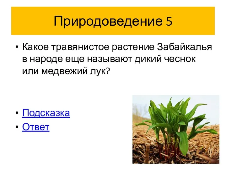 Природоведение 5 Какое травянистое растение Забайкалья в народе еще называют дикий