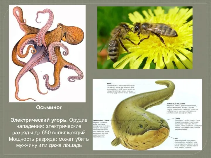 Осьминог Электрический угорь. Орудие нападения: электрические разряды до 650 вольт каждый