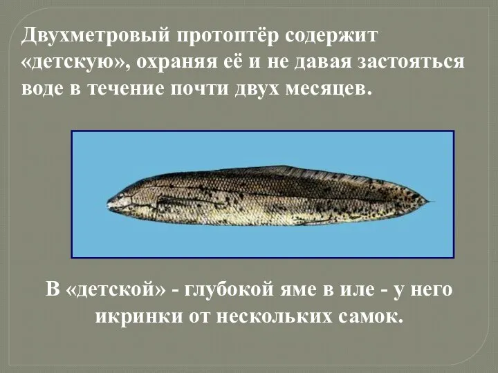 Двухметровый протоптёр содержит «детскую», охраняя её и не давая застояться воде