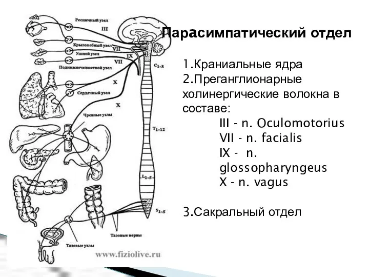 Парaсимпатический отдел 1.Краниальные ядра 2.Преганглионарные холинергические волокна в составе: III -