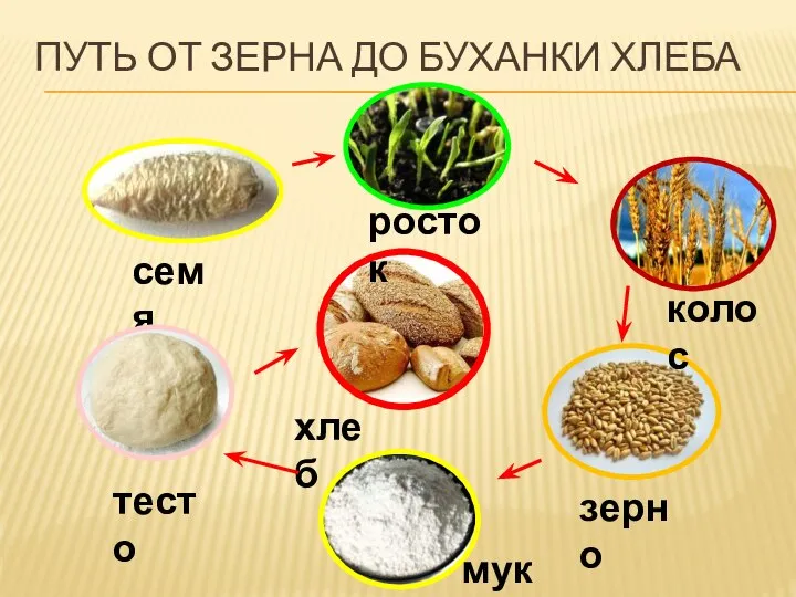 ПУТЬ ОТ ЗЕРНА ДО БУХАНКИ ХЛЕБА семя росток колос зерно мука тесто хлеб