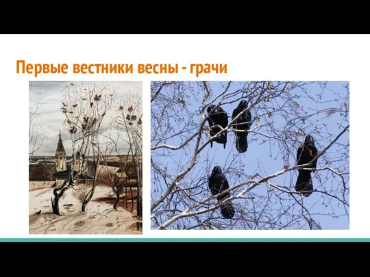 Первые вестники весны - грачи