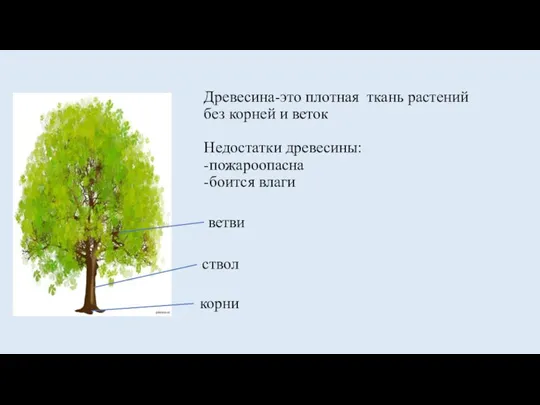 Древесина-это плотная ткань растений без корней и веток Недостатки древесины: -пожароопасна -боится влаги ветви ствол корни