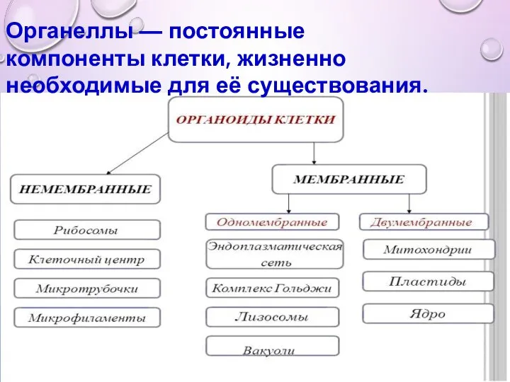 Органеллы — постоянные компоненты клетки, жизненно необходимые для её существования.