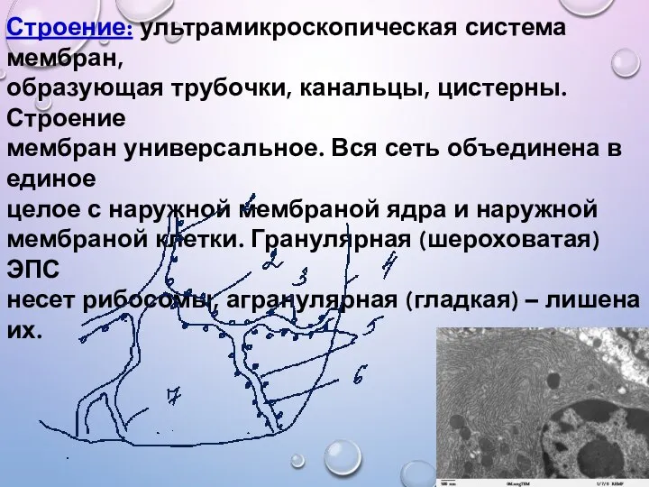 Строение: ультрамикроскопическая система мембран, образующая трубочки, канальцы, цистерны. Строение мембран универсальное.