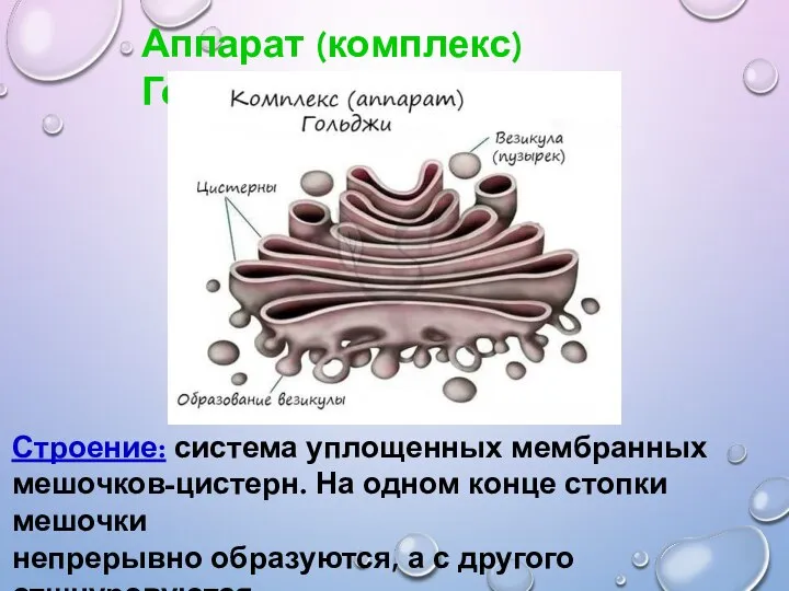 Аппарат (комплекс) Гольджи Строение: система уплощенных мембранных мешочков-цистерн. На одном конце