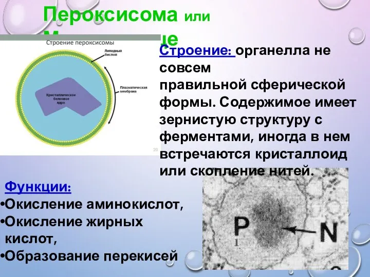 Пероксисома или Микротельце Строение: органелла не совсем правильной сферической формы. Содержимое