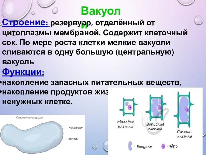 Вакуоли Строение: резервуар, отделённый от цитоплазмы мембраной. Содержит клеточный сок. По