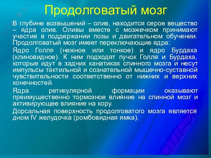 Продолговатый мозг В глубине возвышений – олив, находится серое вещество –