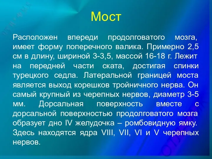 Мост Расположен впереди продолговатого мозга, имеет форму поперечного валика. Примерно 2,5