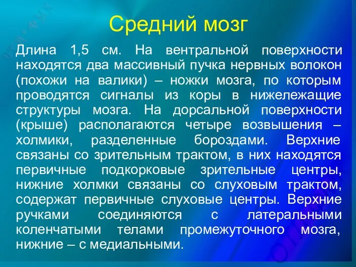 Средний мозг Длина 1,5 см. На вентральной поверхности находятся два массивный