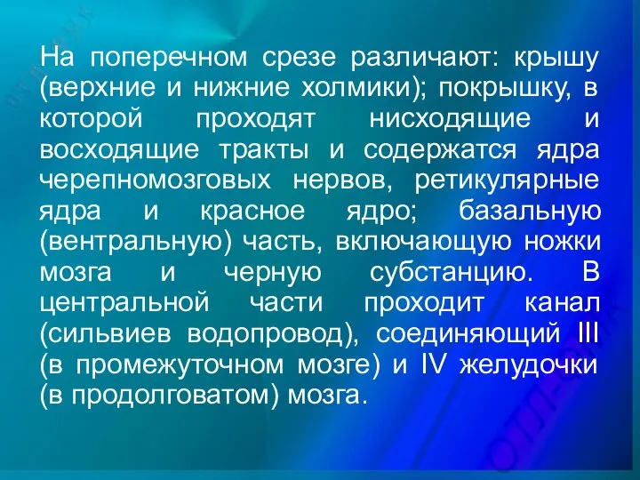 На поперечном срезе различают: крышу (верхние и нижние холмики); покрышку, в