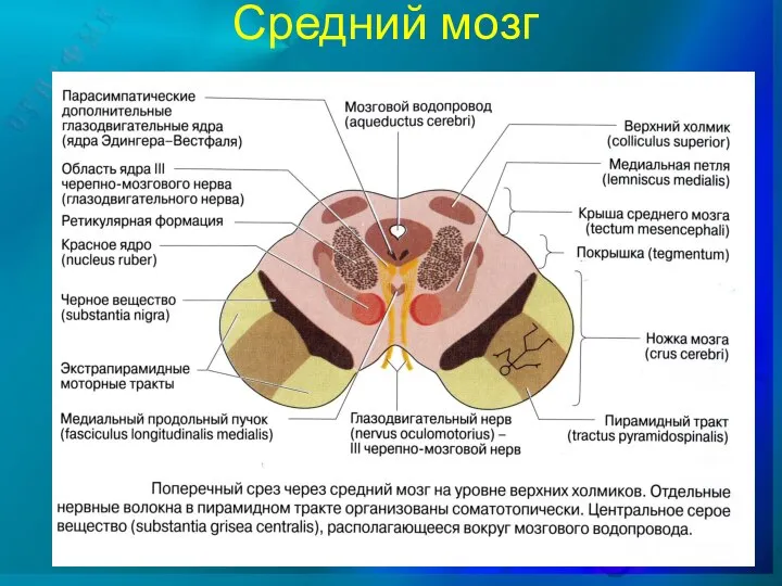 Средний мозг