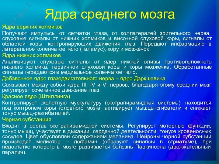 Ядра среднего мозга Ядра верхних холмиков Получают импульсы от сетчатки глаза,