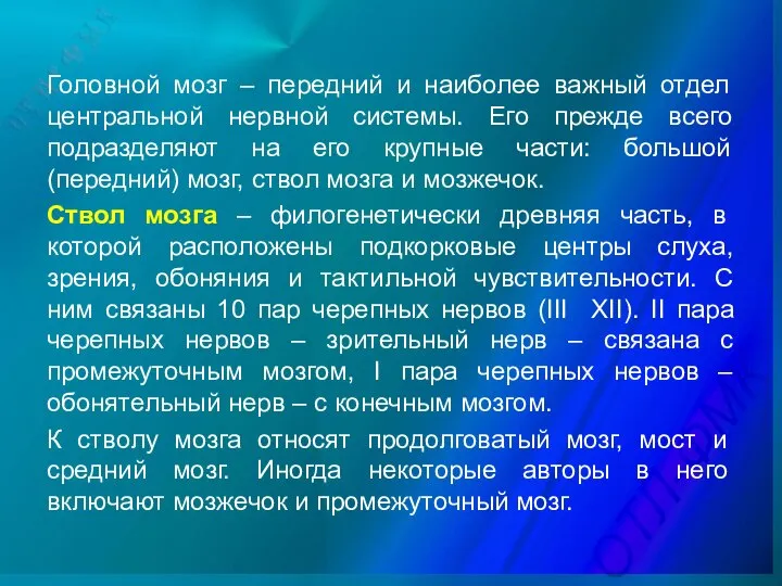 Головной мозг – передний и наиболее важный отдел центральной нервной системы.