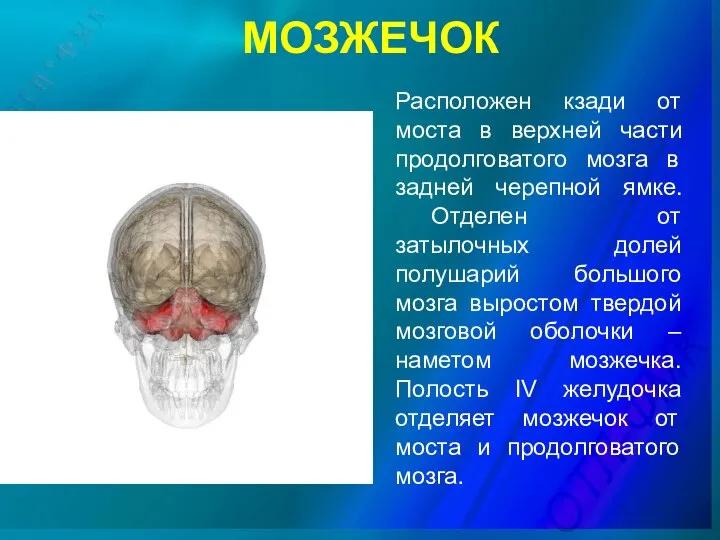 МОЗЖЕЧОК Расположен кзади от моста в верхней части продолговатого мозга в