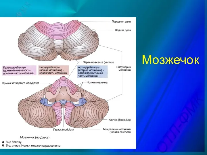 Мозжечок