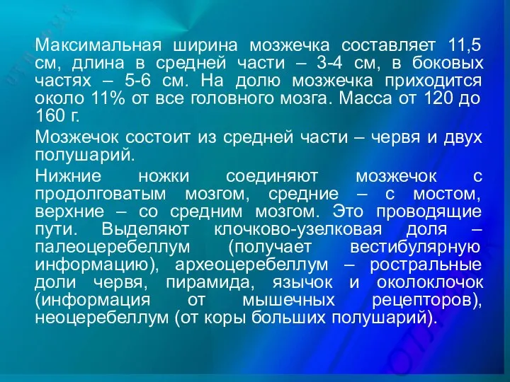 Максимальная ширина мозжечка составляет 11,5 см, длина в средней части –