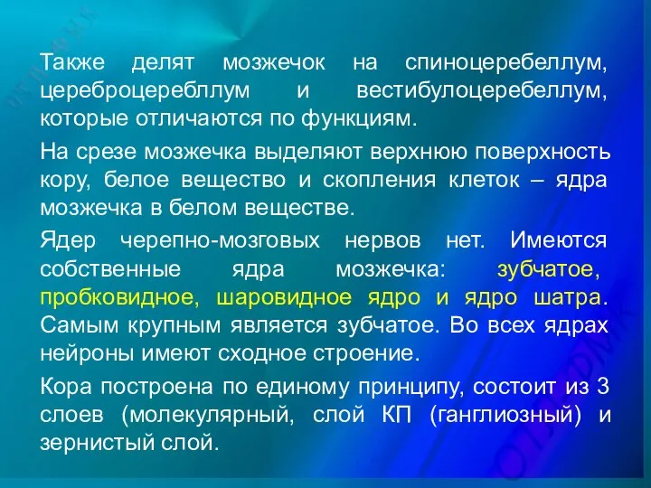 Также делят мозжечок на спиноцеребеллум, цереброцеребллум и вестибулоцеребеллум, которые отличаются по