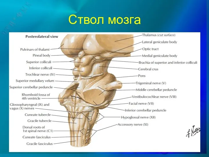 Ствол мозга