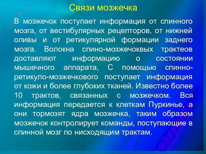 Связи мозжечка В мозжечок поступает информация от спинного мозга, от вестибулярных