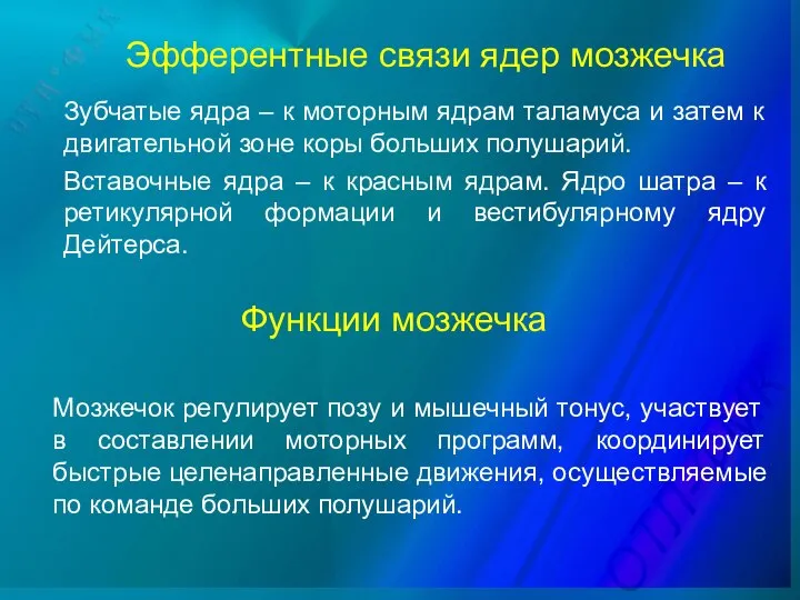 Функции мозжечка Мозжечок регулирует позу и мышечный тонус, участвует в составлении