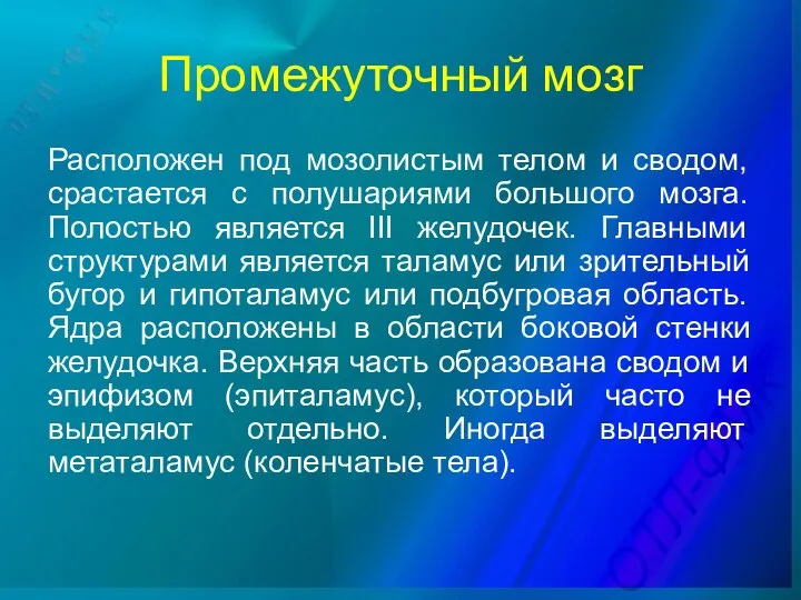 Промежуточный мозг Расположен под мозолистым телом и сводом, срастается с полушариями