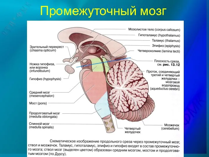 Промежуточный мозг