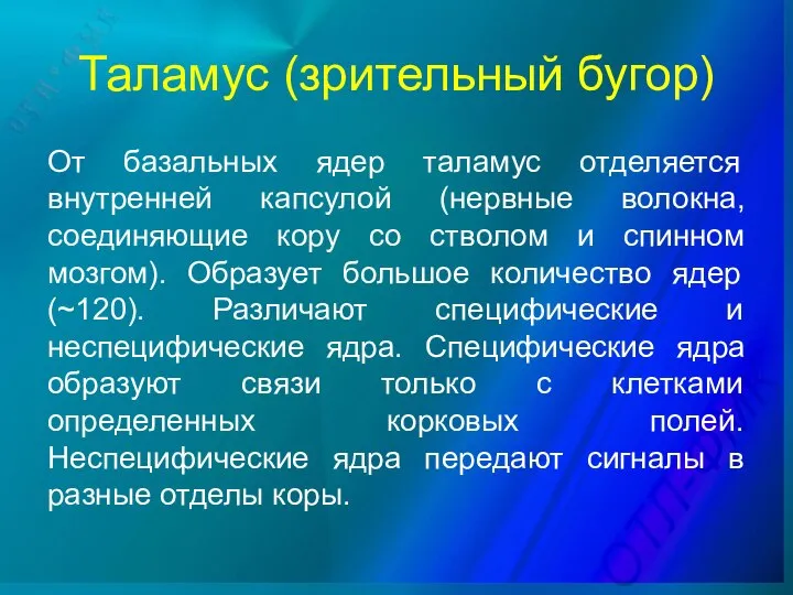 Таламус (зрительный бугор) От базальных ядер таламус отделяется внутренней капсулой (нервные