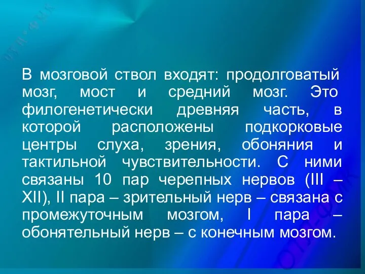 В мозговой ствол входят: продолговатый мозг, мост и средний мозг. Это