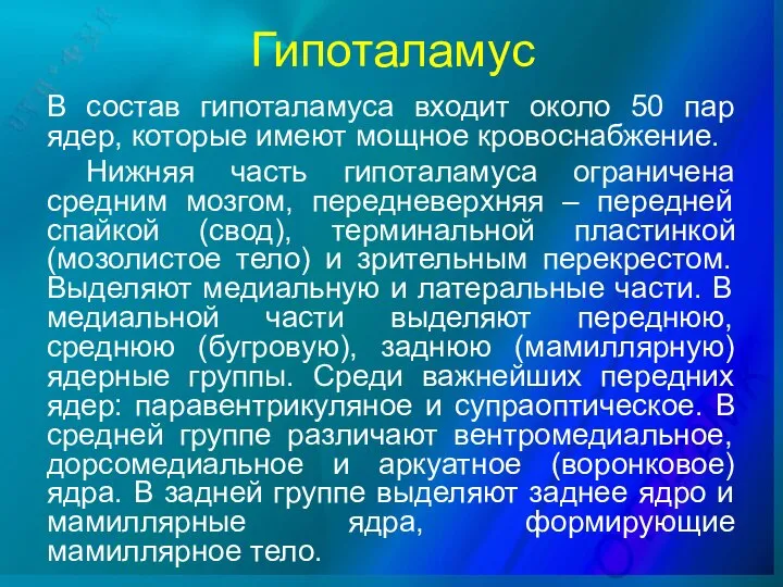 Гипоталамус В состав гипоталамуса входит около 50 пар ядер, которые имеют