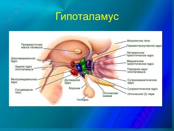 Гипоталамус