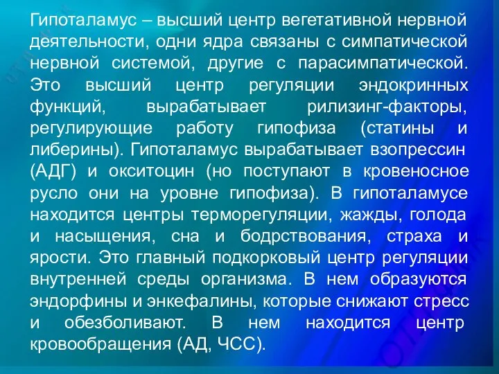 Гипоталамус – высший центр вегетативной нервной деятельности, одни ядра связаны с