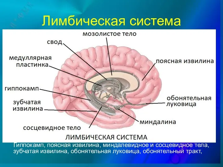 Лимбическая система Гиппокамп, поясная извилина, миндалевидное и сосцевидное тела, зубчатая извилина, обонятельная луковица, обонятельный тракт,