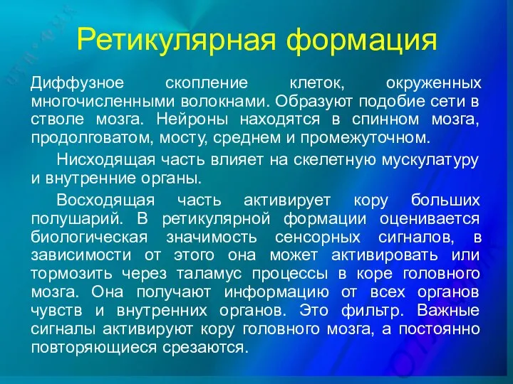 Ретикулярная формация Диффузное скопление клеток, окруженных многочисленными волокнами. Образуют подобие сети