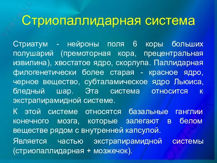 Стриопаллидарная система Стриатум - нейроны поля 6 коры больших полушарий (премоторная