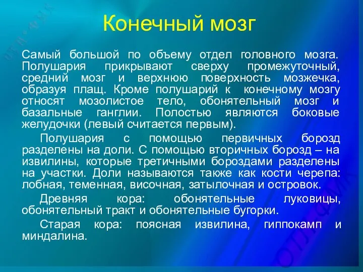 Конечный мозг Самый большой по объему отдел головного мозга. Полушария прикрывают