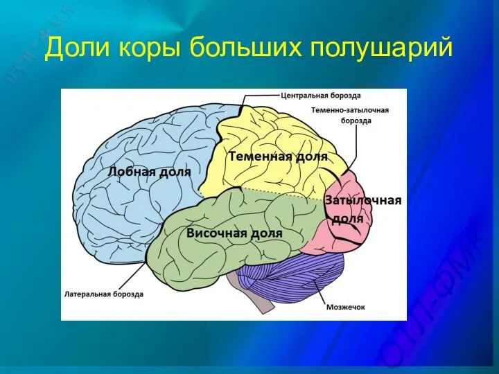 Доли коры больших полушарий