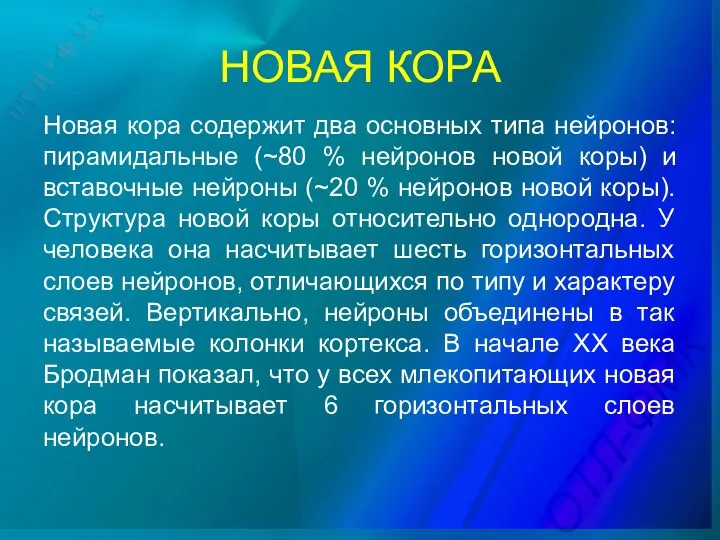 НОВАЯ КОРА Новая кора содержит два основных типа нейронов: пирамидальные (~80