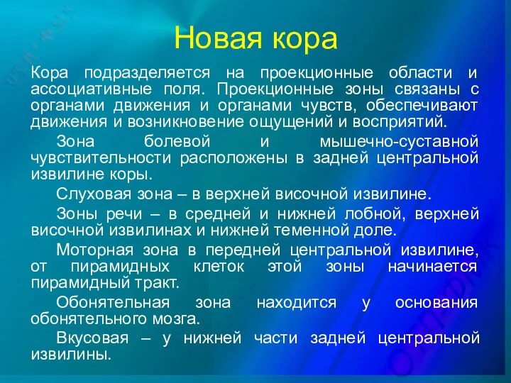 Новая кора Кора подразделяется на проекционные области и ассоциативные поля. Проекционные